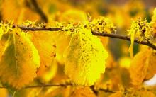 leaves and flowers, fall