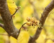 fruit and flowers