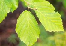 leaves