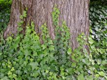 plant habit, juvenile