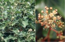 adult, flowering and flowers