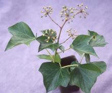 adult form