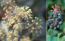 flowers and developing fruit