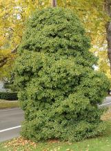 adult form on utility pole