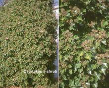 plant habit, fruiting adult 