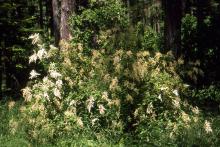 plant habit, flowering in habitat