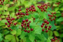 fruit clusters