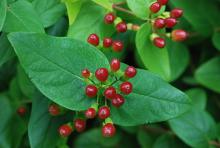 ripening fruit and leaves