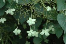flower clusters, shady