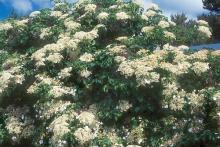 plant habit, flowering