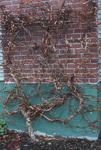 plant habit, winter