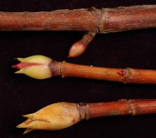 buds, winter