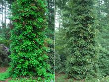 plant habit, shady, before and at flowering
