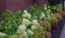 plant habit, late summer plant habit, late summer