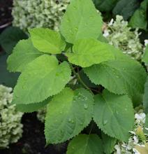 leaves leaves