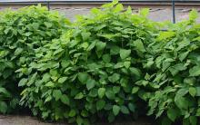 plant habit, spring plant habit, spring