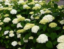 start of flowering start of flowering