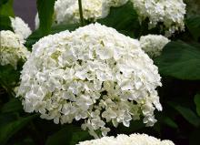 flower cluster flower cluster