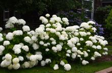 plant habit, flowering plant habit, flowering