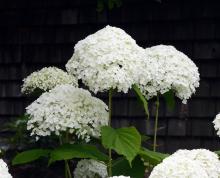 flower clusters flower clusters