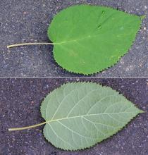 leaf leaf