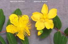 flower, comparison with <i>H. calycinum</i>