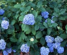 flower clusters and foliage