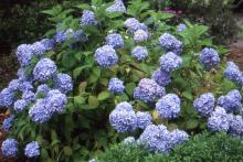 plant habit, flowering