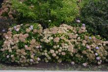 plant habit, late summer