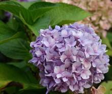 flower cluster