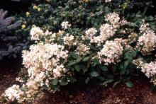 plant habit, summer flowering