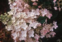 flowers flowers