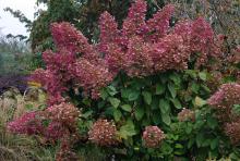 plant habit, early fall flowering plant habit, early fall flowering