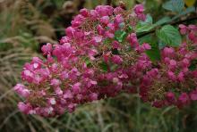 plant habit, flower cluster, fall plant habit, flower cluster, fall