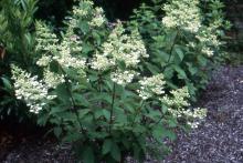plant habit, young plants, summer flowering plant habit, young plants, summer flowering