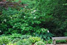plant habit, flowering