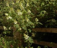 plant habit, flowering