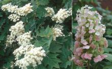 flower clusters and leaves