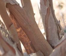 bark