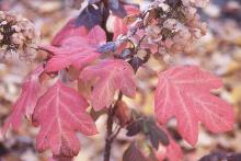 leaves and flowers, fall