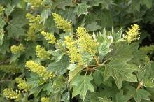 leaves and immature flower clusters