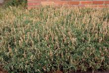 plant habit, after flowering plant habit, after flowering
