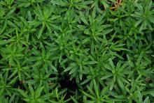 leaves leaves