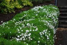 plant habit, flowering plant habit, flowering