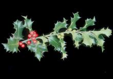 fruiting branch