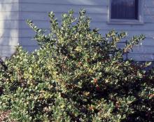 plant habit, fruiting