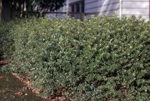 plant habit, hedge