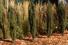 plant habit plant habit