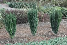 plant habit plant habit