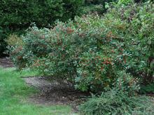 plant habit, late summer, fruiting